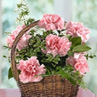 Carnation Basket