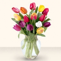 Good Luck tulip